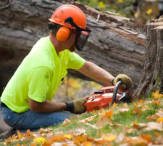 tree services Huron